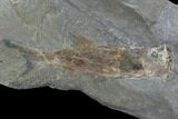 Fossil Fish (Wendyichthys?) Plate with Pos/Neg - Montana #97802-1